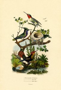 Kolibrier, 1833-39 af French School